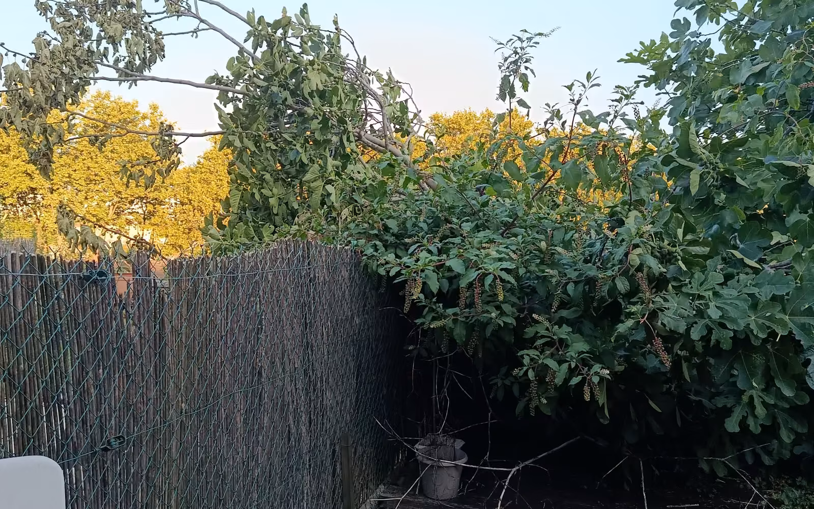 Branches de figuier tombées sur une clôture grillagée doublée de canisse, débris sur la terrasse