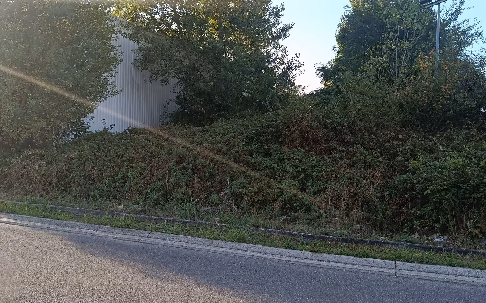 Talus couvert de ronces et d'herbes hautes en bordure de route, à l'arrière d'un magasin