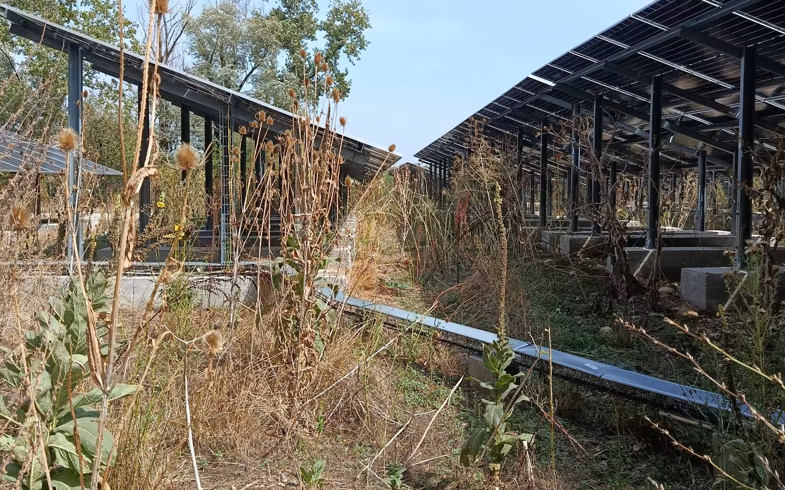 Végétation sèche et chardons montés à hauteur d'homme entre les rangées de panneaux solaires